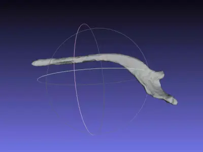 Psittacosaurus Right Dorsal Rib 6 Free 3D print model