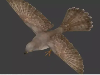 cuckoo bird in flight Low-poly 3D model