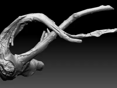 Tree root 3d scan in highpoly 3D model