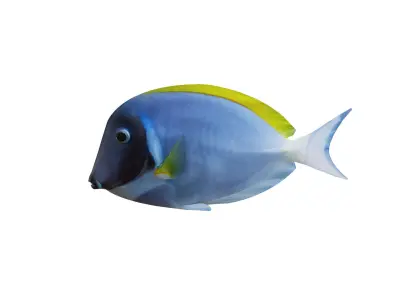 Low-Poly Acanthurus Leucosternon Animated Low-poly 3D model
