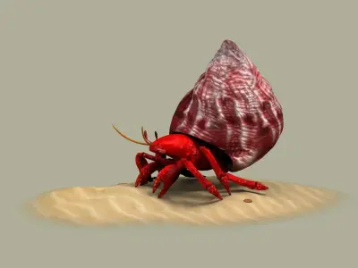 Hermit Crab animal shell crustacean nature perlatus sand 3D model