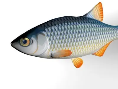 Rui Fish Low-poly 3D model