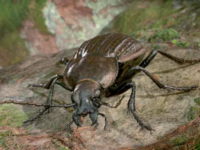 3d Scanned Insects - Carabus Ullrichi Beetle 3D model