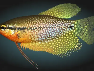 Pearl Gourami 3D model