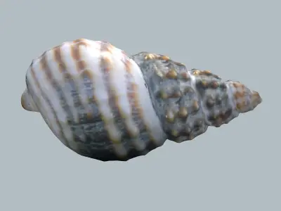 Sea Snail Nassariidae Low-poly 3D model