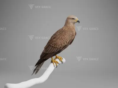 Black Kite Animation -  Blender 3D model