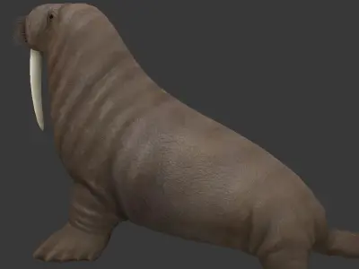 Odobenus rosmarus Low-poly 3D model