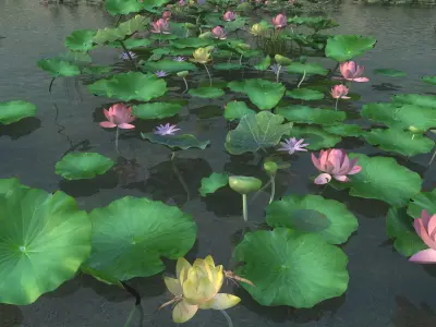 Lotus pond 3D model