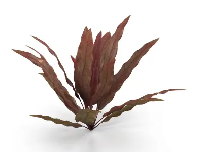 Barclaya longifolia 3D model