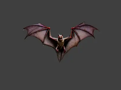 Bat Animal Low-poly 3D model