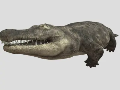 Crocodile Realistic Animated Low-poly 3D model
