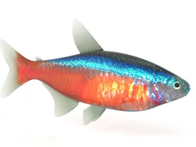 Neon Tetra Fish 3D model