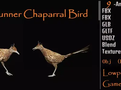 Roadrunner Chaparral Bird Low-poly 3D model