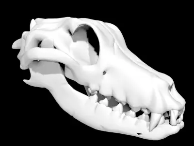 Dog Skull Low-poly 3D model