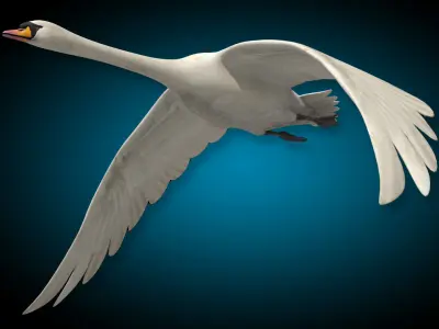 Swan  Flying 3D model