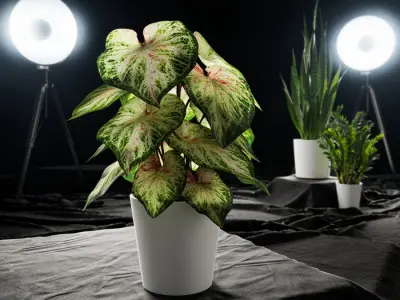  Caladium Potted Plant Model, Pale Green 