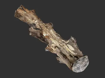 3d scan withered tree trunk in highpoly 3D model