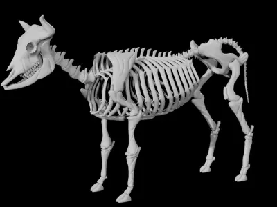 Cow Skeleton Low-poly 3D model