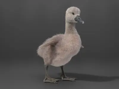 Young Mute Swan Animated VFX Grace 3D model