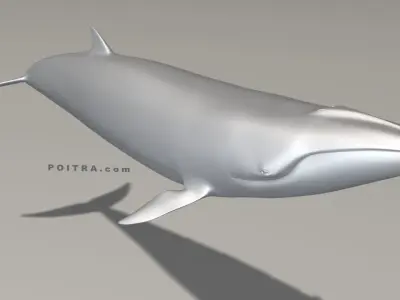 Minke Whale - Balaenoptera Acutoro - Adult Male - Pose 3 - 3D model