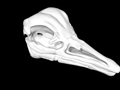 Ostrich skull Low-poly 3D model