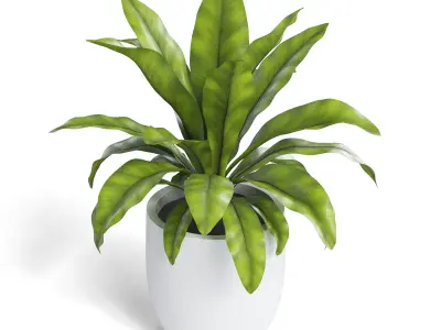 Birds Nest Fern Plant 3D model