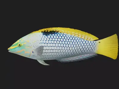 Wrasse Low-poly 3D model