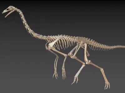 Ornithomimus skeleton 3D model