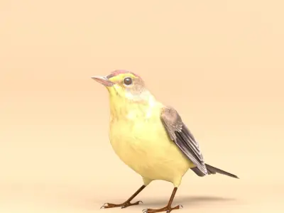 3D Bird Pack Palm Warbler Male and Female Low-poly 3D model