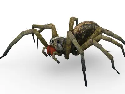 Wolf Spider Animated Low-poly 3D model