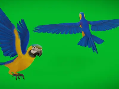 Macaw Ara Parrot Bird Low-poly 3D model