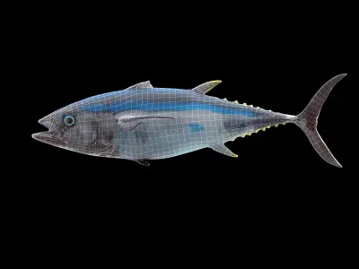 Bluefin tuna Low-poly 3D model