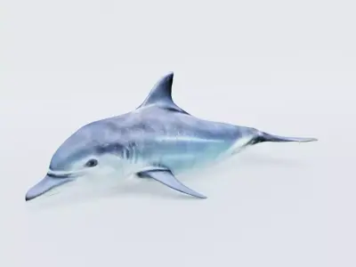 Dolphin Free 3D model