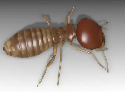 Termite Worker Low-poly 3D model