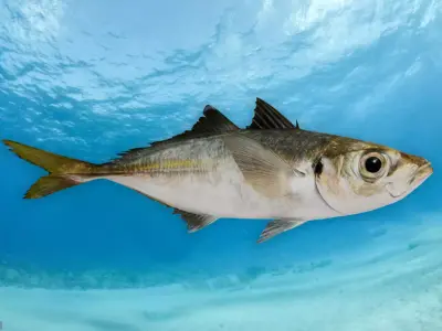 Jack Mackerel Animated 3D model