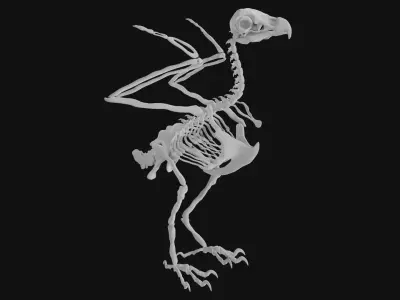Eagle skeleton 3D model