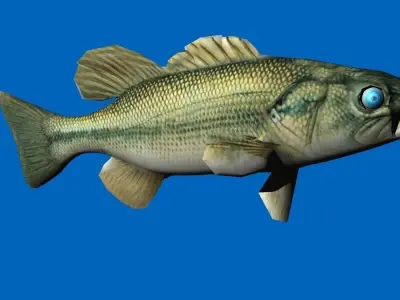 bass 3d fish 3D model