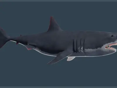 Animated Great White Shark Low-poly 3D model