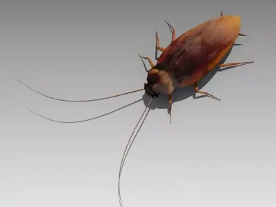 Cockroach Low-poly 3D model