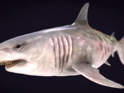 Megalodon Low-poly 3D model