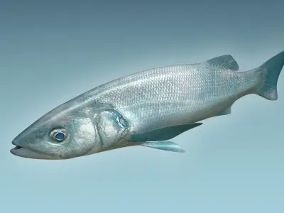 Dicentrachus Fish 2 3D model