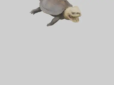 Snapping Turtle biting model 3D model