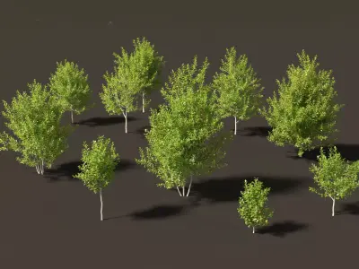 Prunus virginiana - Chokecherry 01 3D model