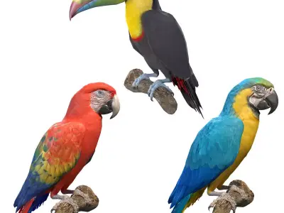 Tropical Birds Collection 3D model