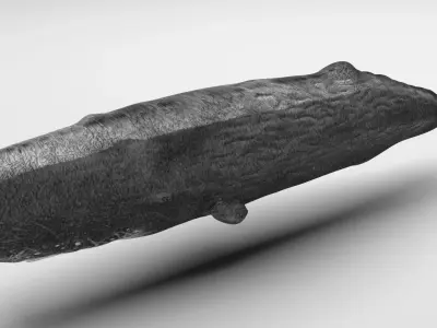 Sperm Whale 3D model
