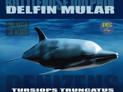 Bottlenose Dolphin 3D model
