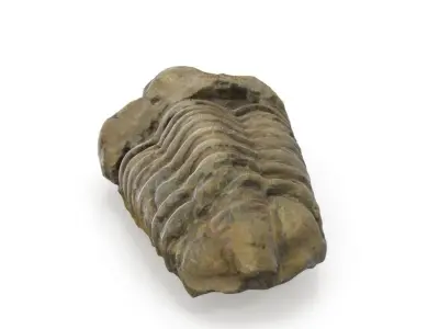 Trilobite - Fossil 02 - Low and High Poly versions 3D model