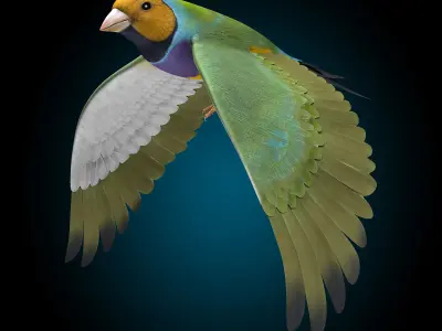 Finch - Flight 3D model