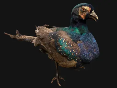 Pheasant Bird Low-poly 3D model