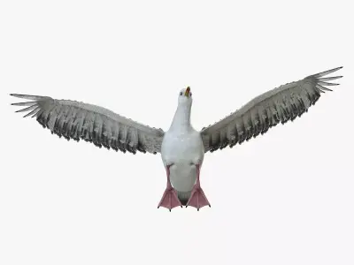 Seagull bird rigged 3d model Low-poly 3D model